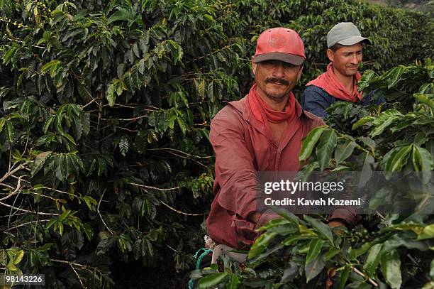 Coffee pickers, hand pick the beans, in a farm in Combia, Risaralda. Risaralda is a department of Colombia. It is located in the western central...