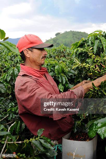 Coffee picker, hand picks the beans, in a farm in Combia, Risaralda. Risaralda is a department of Colombia. It is located in the western central...