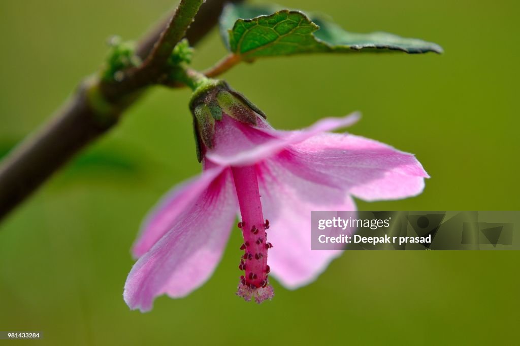 Tiny flower
