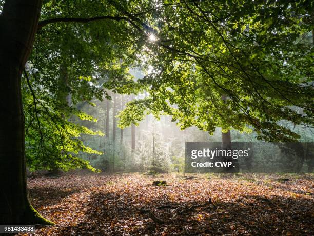 zonlicht door de bladeren in het bos - cwp stockfoto's en -beelden