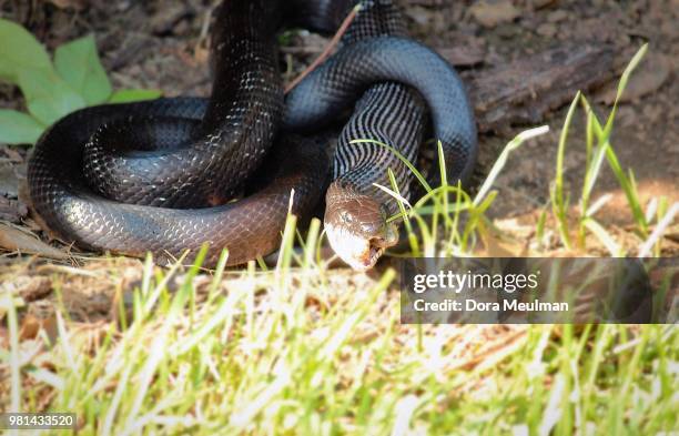 rat snake & rabbit series (7) - rat snake stock pictures, royalty-free photos & images