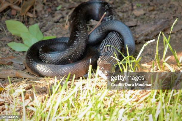 rat snake & rabbit series (9) - rat snake stock pictures, royalty-free photos & images