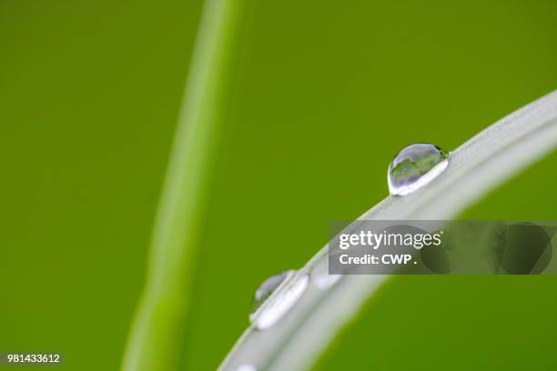 waterdruppels - cwp stockfoto's en -beelden