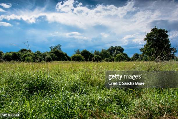 natur pur - natur fotografías e imágenes de stock