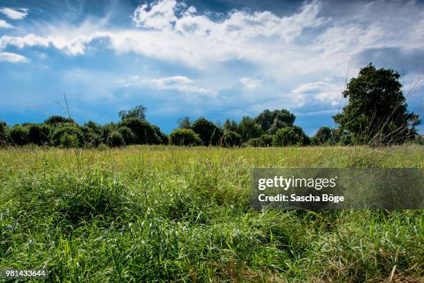 natur pur - summer natur stock pictures, royalty-free photos & images