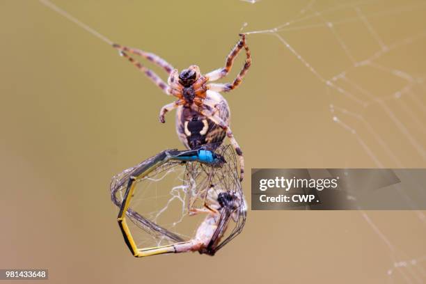 spin met buit - cwp stockfoto's en -beelden