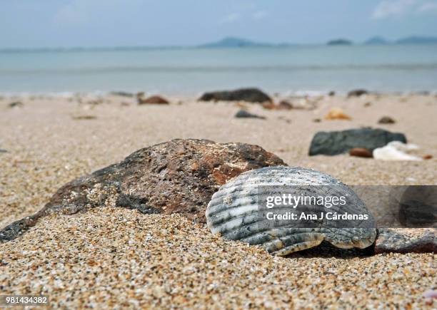 Real Shell And Rocks 696 Shell Rock Stock Photos, High-Res Pictures, and Images - Getty Images
