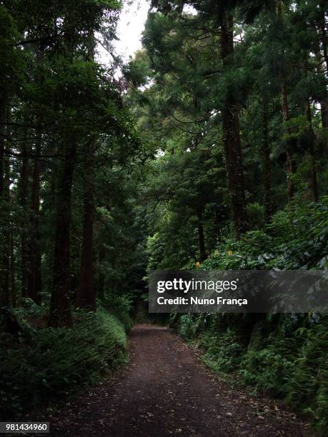 into the wild - frança stock pictures, royalty-free photos & images