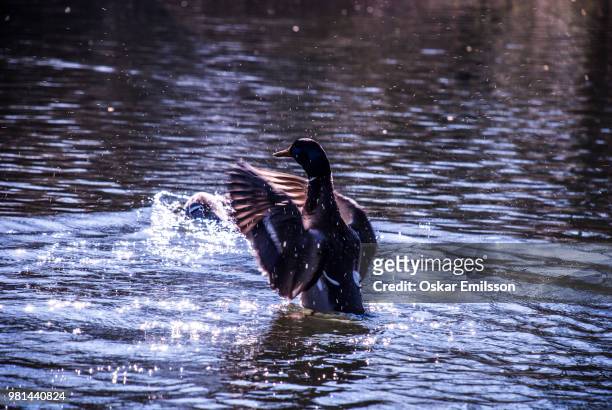 splashy bird - wet bird stock-fotos und bilder