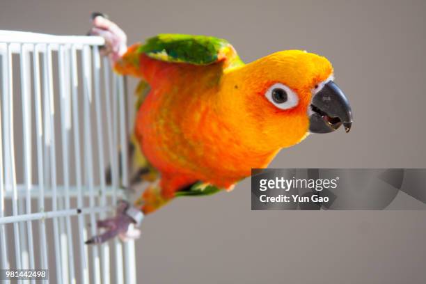 sun conure - sun conure stock pictures, royalty-free photos & images
