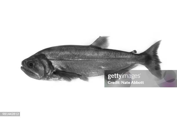 payara - peinture à l’encre de chine photos et images de collection