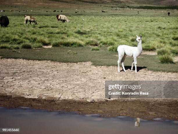 bolivia #5 - resa stock pictures, royalty-free photos & images