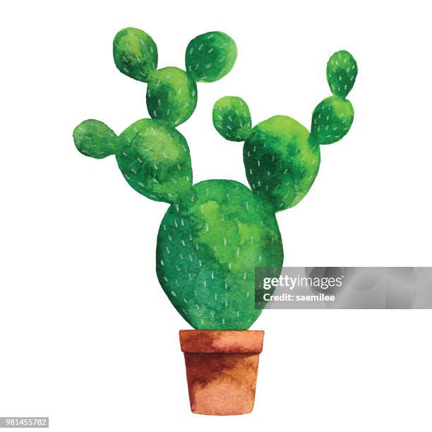stockillustraties, clipart, cartoons en iconen met aquarel cactus - cactus plant