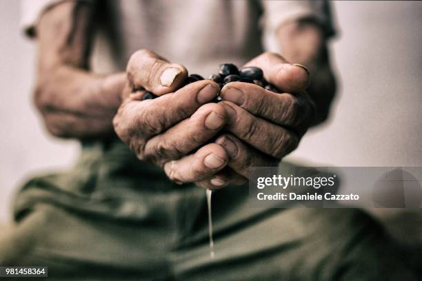 olives in farmer's hands, italy - olive oil photos et images de collection