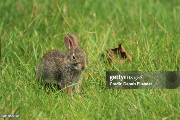 rabbit - cottontail stock pictures, royalty-free photos & images