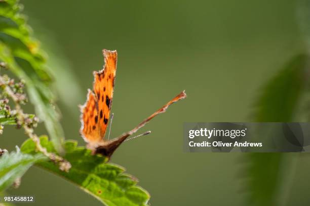 comma butterfly - comma butterfly stock pictures, royalty-free photos & images