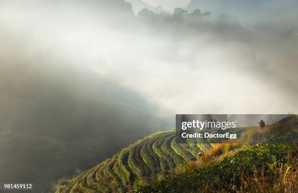 photographer taking photo at tea plantation on ang khang mountain with winter mist, thailand - doctoregg stock pictures, royalty-free photos & images