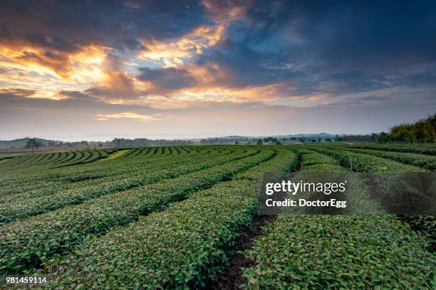 tea plantation inn winter at singha park, chiangrai, thailand - doctoregg stock pictures, royalty-free photos & images