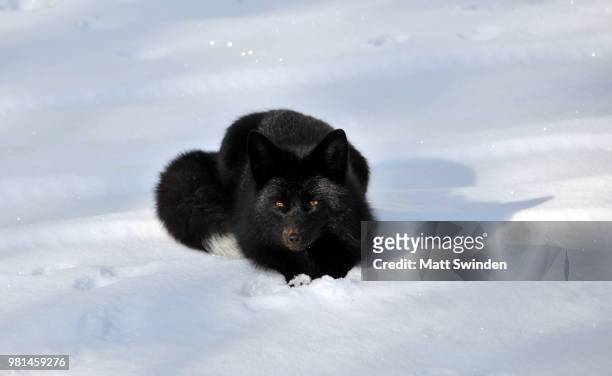 devil fox - arctic fox cub stock pictures, royalty-free photos & images