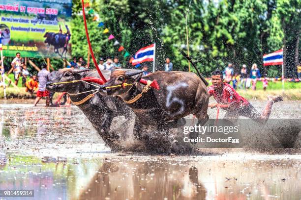 Cow Racing Thumbnail 370 Annual Cow Race Stock Photos, High-Res Pictures, and Images - Getty ...
