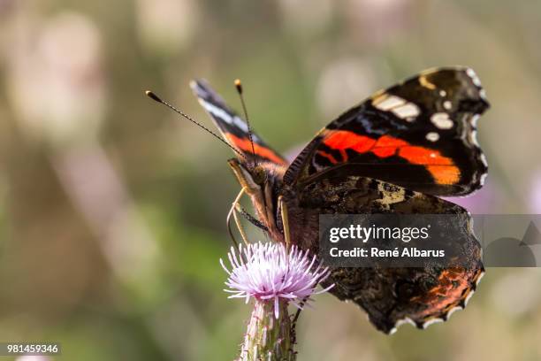 admiral - mariposa numerada fotografías e imágenes de stock