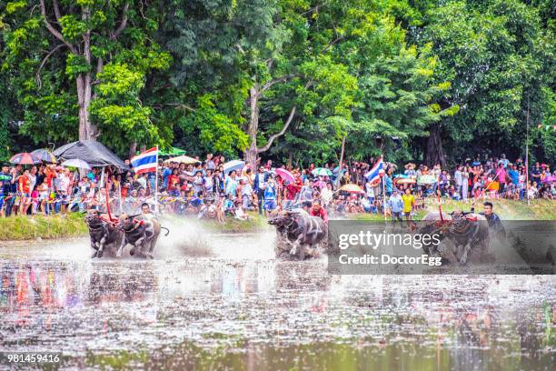 annual water buffalo racing festival at chonburi, thailand - doctoregg stock pictures, royalty-free photos & images