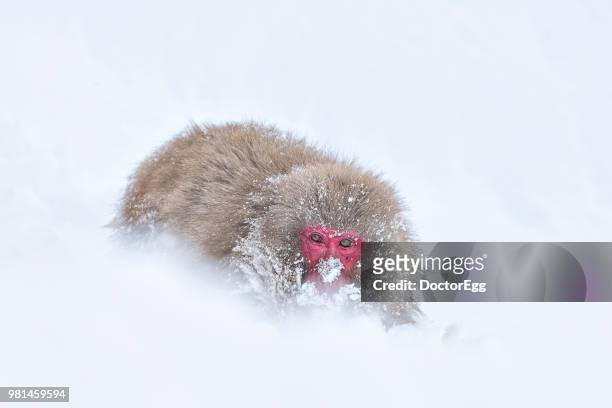 snow monkey at jigokudani snow monkey park in winter, japan - doctoregg stock pictures, royalty-free photos & images