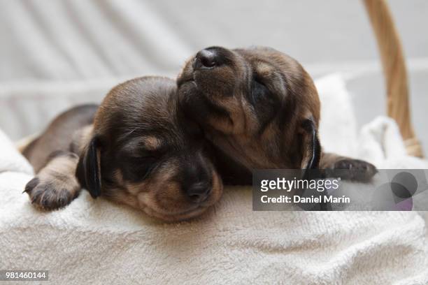 teckel puppies - teckel stock pictures, royalty-free photos & images