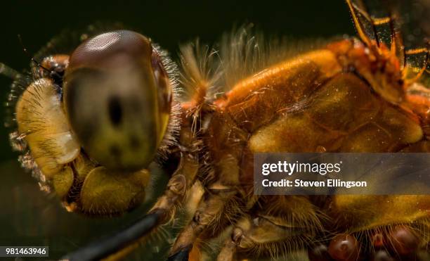 Insects Profile Profile Insect Photos and Premium High Res Pictures - Getty Images