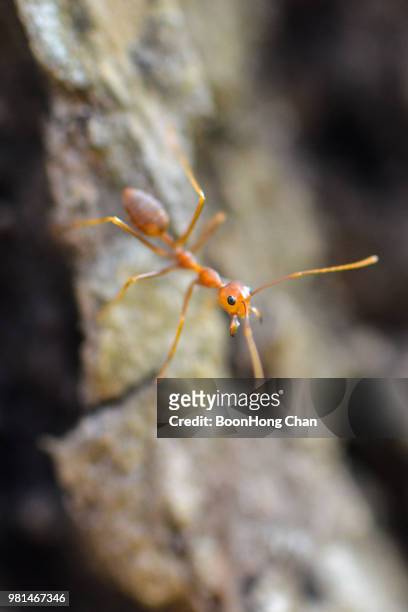 red tree ant - it takes on any challenge without fear - weberameise stock-fotos und bilder