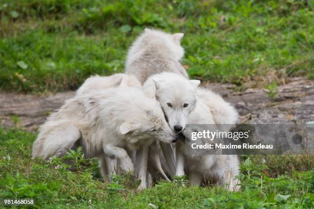 arctic wolves in field, parc omega, quebec, canada - arctic wolf 個照片及圖片檔