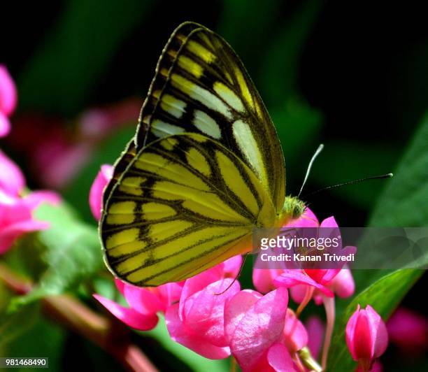 common eastern butterfly - kangan stock pictures, royalty-free photos & images