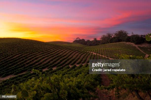 vineyard at sunset, napa, california, usa - sunset vineyard stockfoto's en -beelden