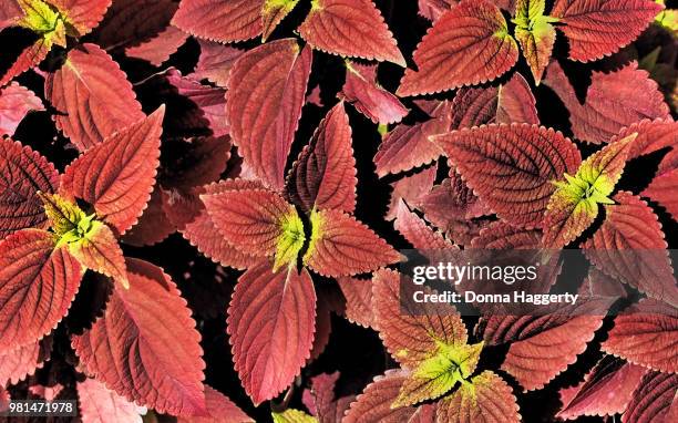 coleus leaves - coleus stock pictures, royalty-free photos & images