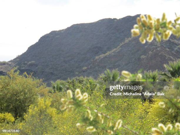 Spring In Desert 625 Spring In The Sonoran Desert Stock Photos, High-Res Pictures, and ...