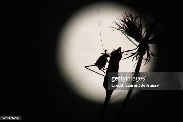 au clair de la lune - lune - fotografias e filmes do acervo