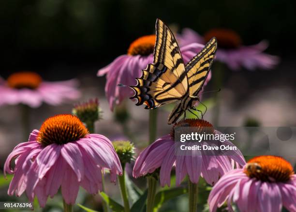Swallow Tail High-Res Stock Photo