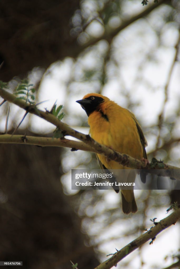 African Black-headed Oriole
