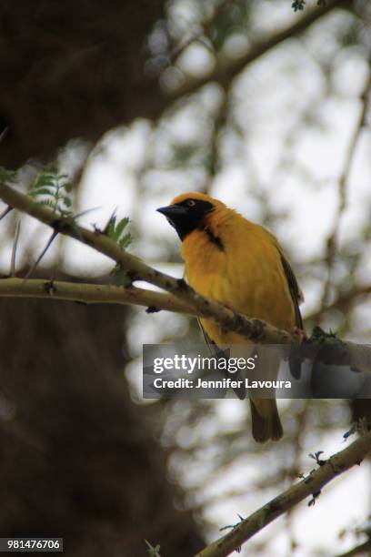 african black-headed oriole - blackheaded oriole stock pictures, royalty-free photos & images