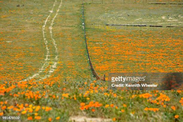poppy road - wheeler fields stock pictures, royalty-free photos & images