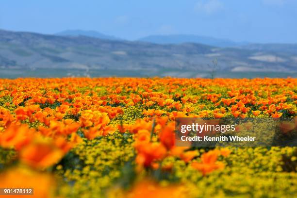 poppy field - wheeler fields stock pictures, royalty-free photos & images