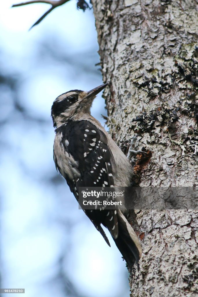Downy Woodpecker - 2
