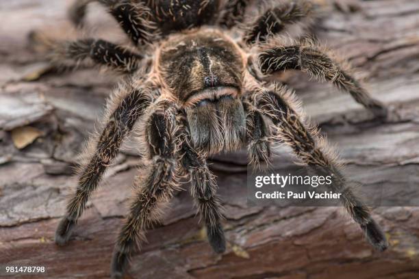 Java Brown Tarantula 218 Brown Tarantula Stock Photos, High-Res Pictures, and Images - Getty ...
