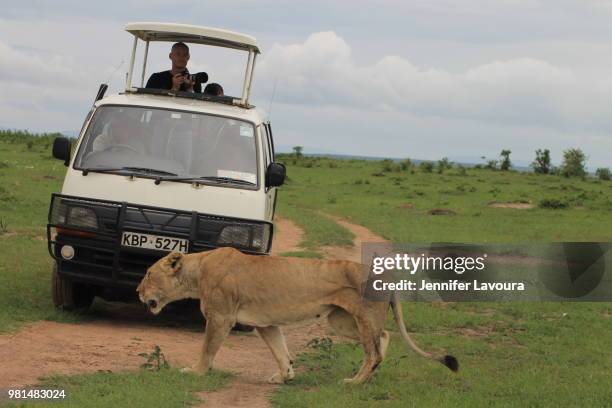 maasai mara national park - injured lionness - observation de la faune photos et images de collection
