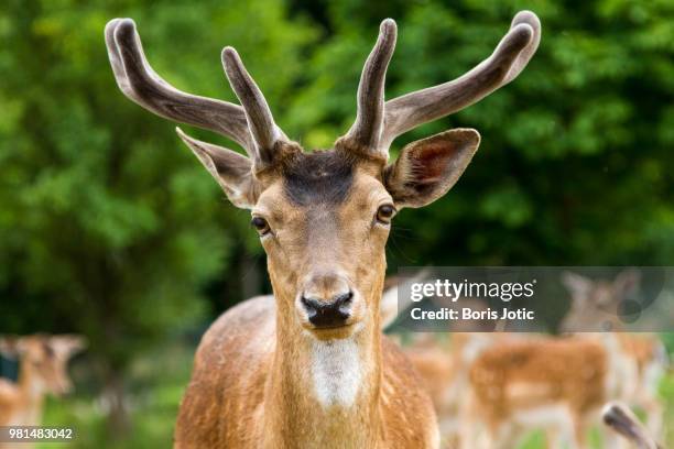 Barasinghs Images 99 Barasingha Deer Stock Photos, High-Res Pictures, and Images - Getty ...