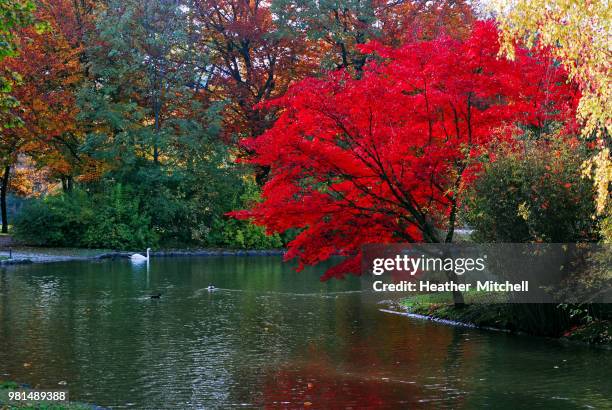 english gardens, munich - heather mitchell stockfoto's en -beelden