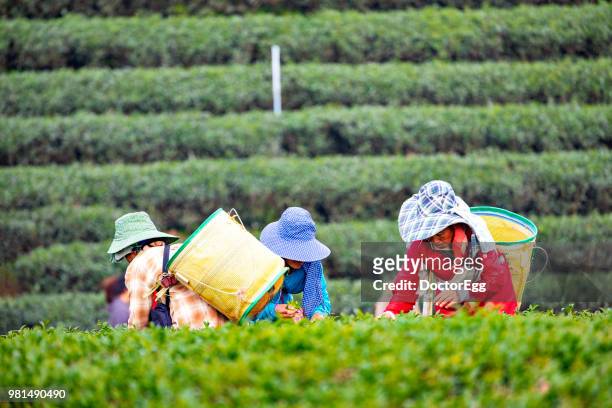 farmer picking tea at chui-fong tea plantation, chiang rai, northern of thailand - doctoregg stock pictures, royalty-free photos & images