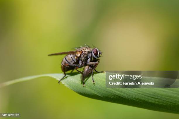 killer fly - insect killer stock pictures, royalty-free photos & images