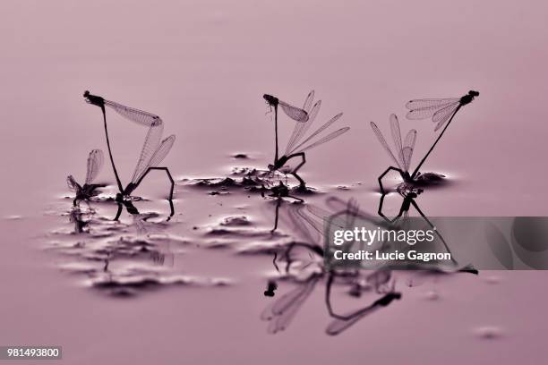 Lak Insect Lac Insect Photos and Premium High Res Pictures - Getty Images
