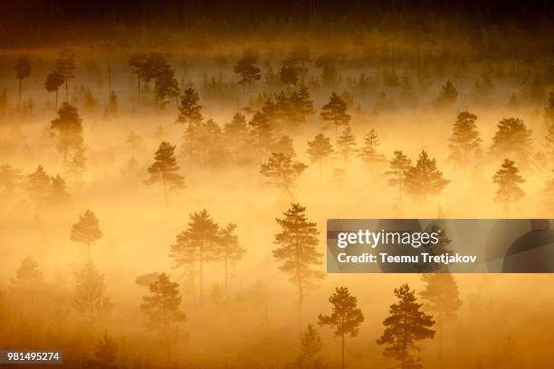 foggy swamp landscape - teemu tretjakov stock pictures, royalty-free photos & images